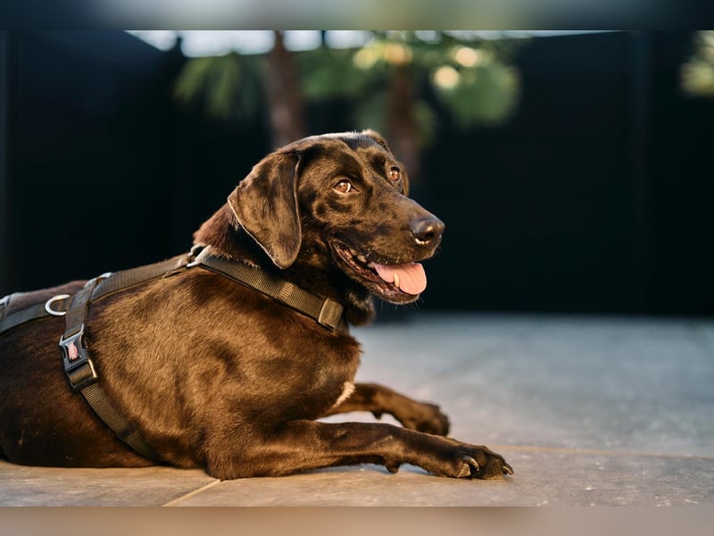 Maffy - Labrador-Mix-Hündin mit Herz sucht ihr Für-immer-Zuhause