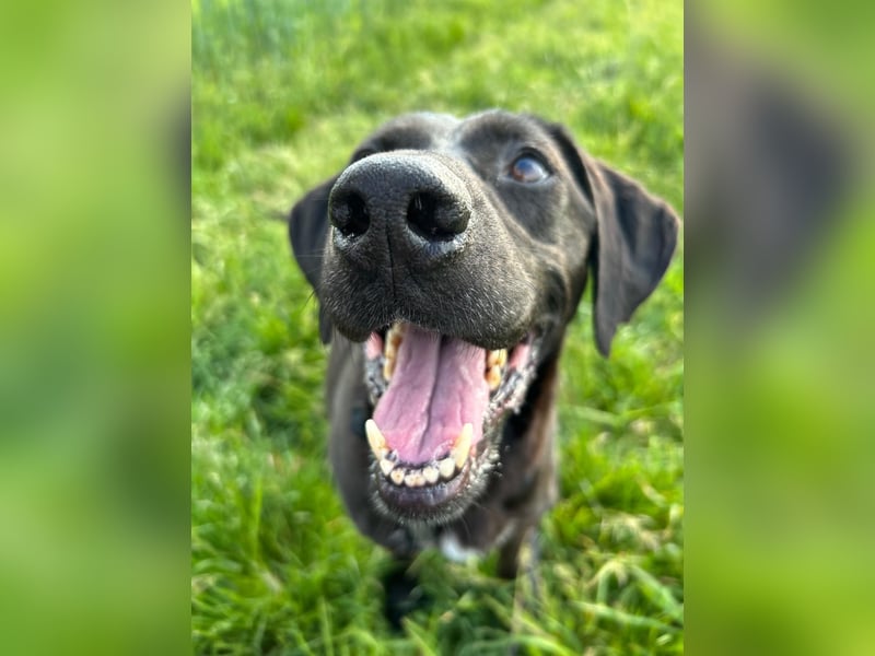 Maffy - Labrador-Mix-Hündin mit Herz sucht ihr Für-immer-Zuhause