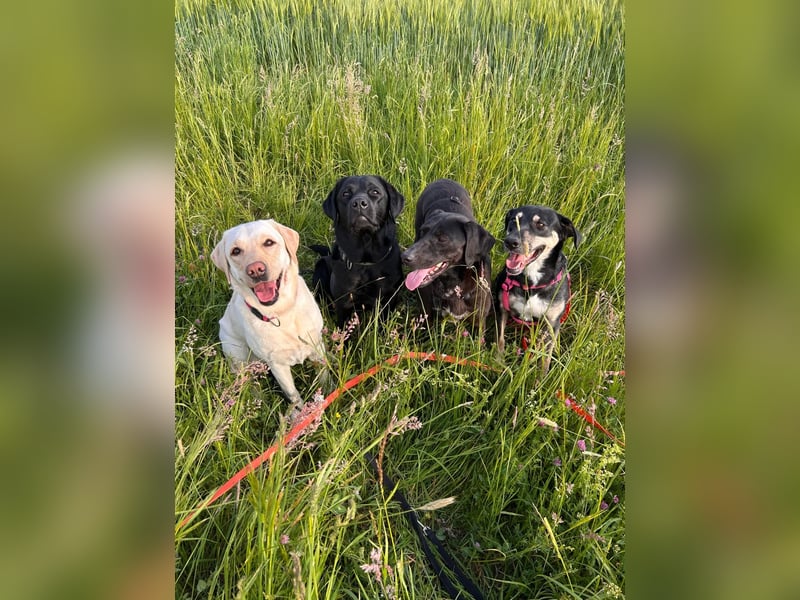 Maffy - Labrador-Mix-Hündin mit Herz sucht ihr Für-immer-Zuhause