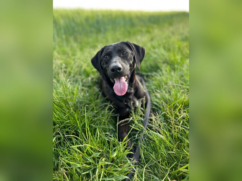 Maffy - Labrador-Mix-Hündin mit Herz sucht ihr Für-immer-Zuhause