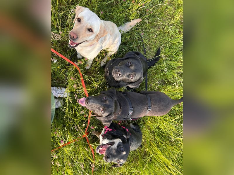 Maffy - Labrador-Mix-Hündin mit Herz sucht ihr Für-immer-Zuhause