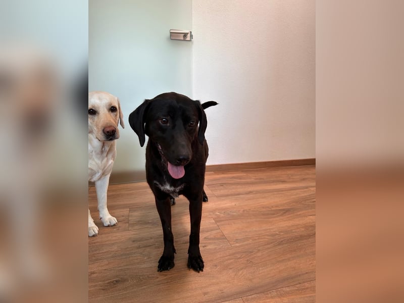 Maffy - Labrador-Mix-Hündin mit Herz sucht ihr Für-immer-Zuhause