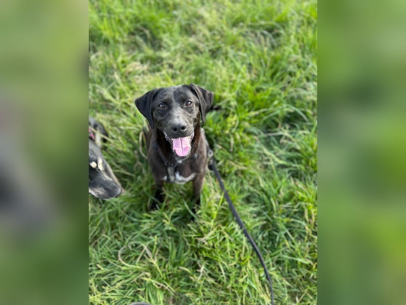 Maffy - Labrador-Mix-Hündin mit Herz sucht ihr Für-immer-Zuhause
