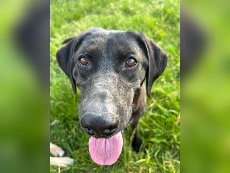 Maffy - Labrador-Mix-Hündin mit Herz sucht ihr Für-immer-Zuhause