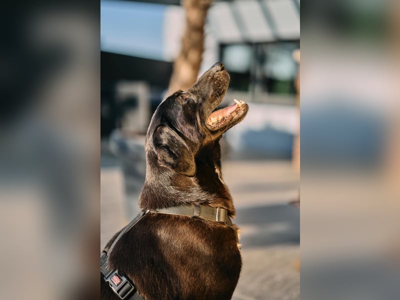 Maffy - Labrador-Mix-Hündin mit Herz sucht ihr Für-immer-Zuhause
