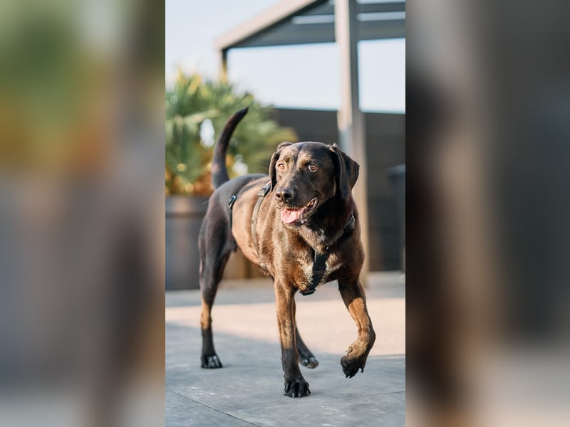 Maffy - Labrador-Mix-Hündin mit Herz sucht ihr Für-immer-Zuhause