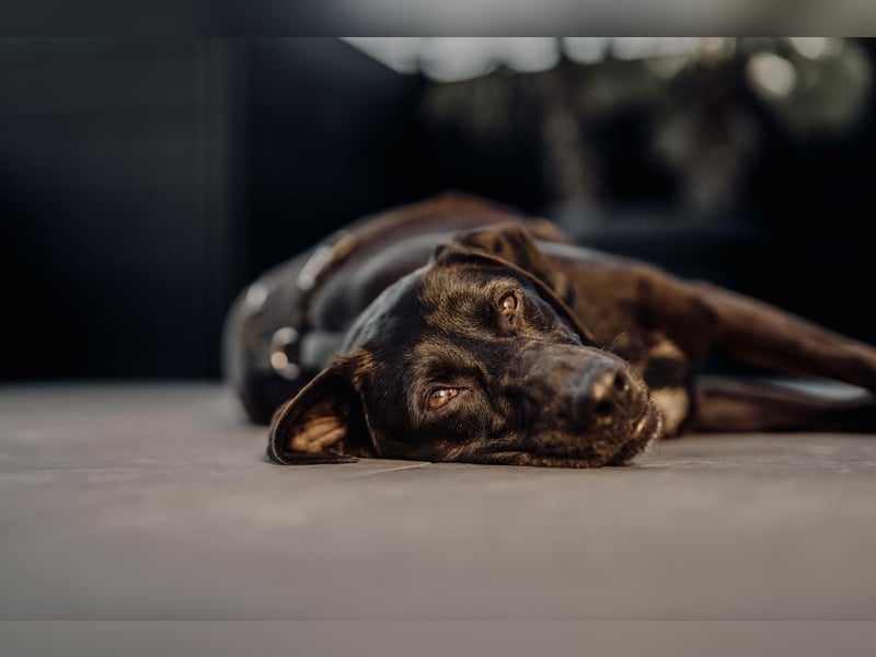 Maffy - Labrador-Mix-Hündin mit Herz sucht ihr Für-immer-Zuhause