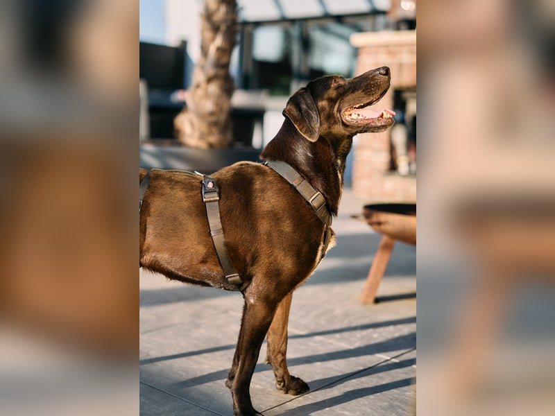 Maffy - Labrador-Mix-Hündin mit Herz sucht ihr Für-immer-Zuhause