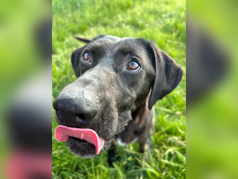 Maffy - Labrador-Mix-Hündin mit Herz sucht ihr Für-immer-Zuhause
