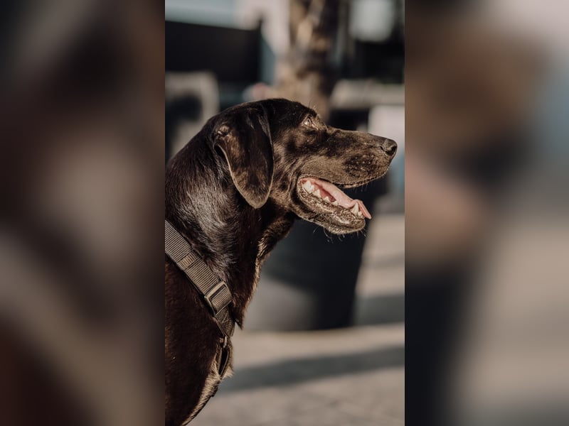 Maffy - Labrador-Mix-Hündin mit Herz sucht ihr Für-immer-Zuhause
