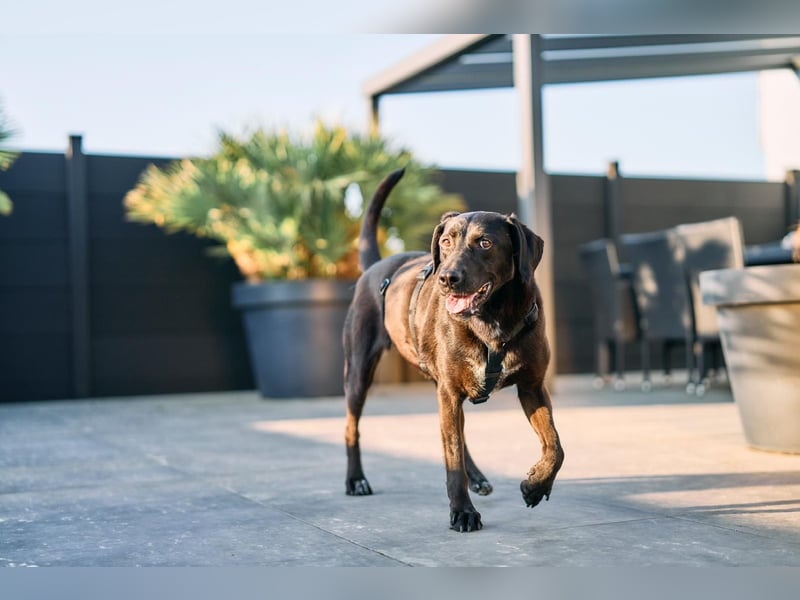Maffy - Labrador-Mix-Hündin mit Herz sucht ihr Für-immer-Zuhause