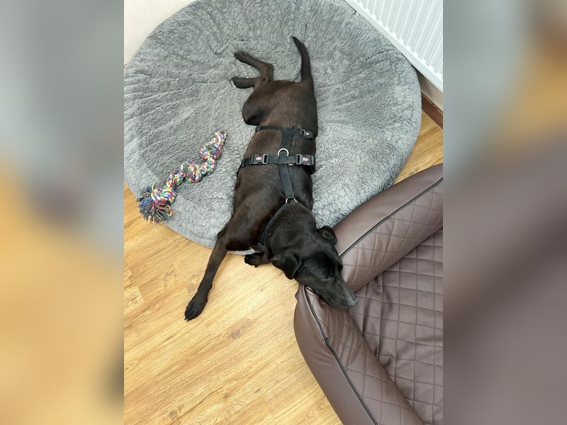 Maffy - Labrador-Mix-Hündin mit Herz sucht ihr Für-immer-Zuhause