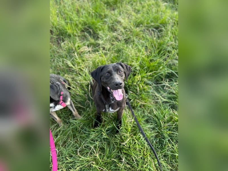 Maffy - Labrador-Mix-Hündin mit Herz sucht ihr Für-immer-Zuhause