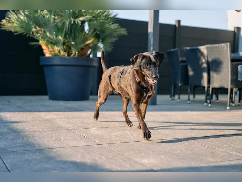 Maffy - Labrador-Mix-Hündin mit Herz sucht ihr Für-immer-Zuhause