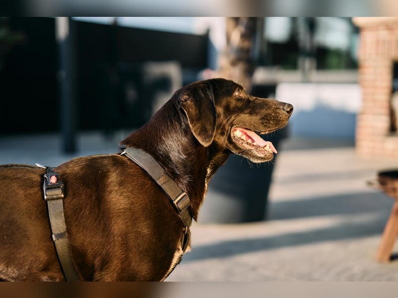 Maffy - Labrador-Mix-Hündin mit Herz sucht ihr Für-immer-Zuhause