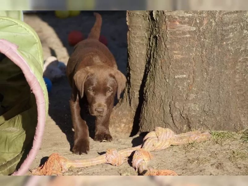Labrador welpen