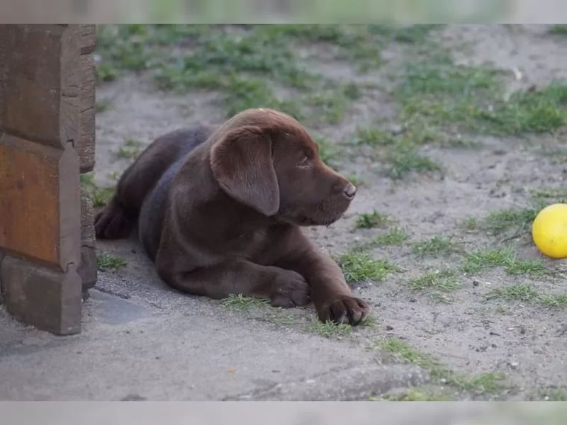 Labrador welpen