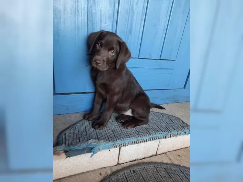 Reinrassige- Labrador- Welpen