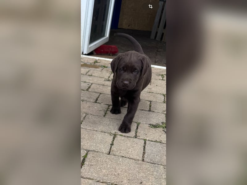 Labrador Welpen