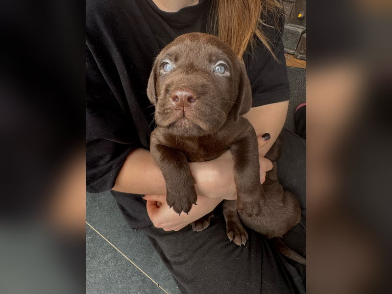 Labrador Welpen