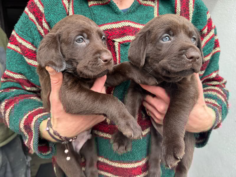 Labrador Welpen