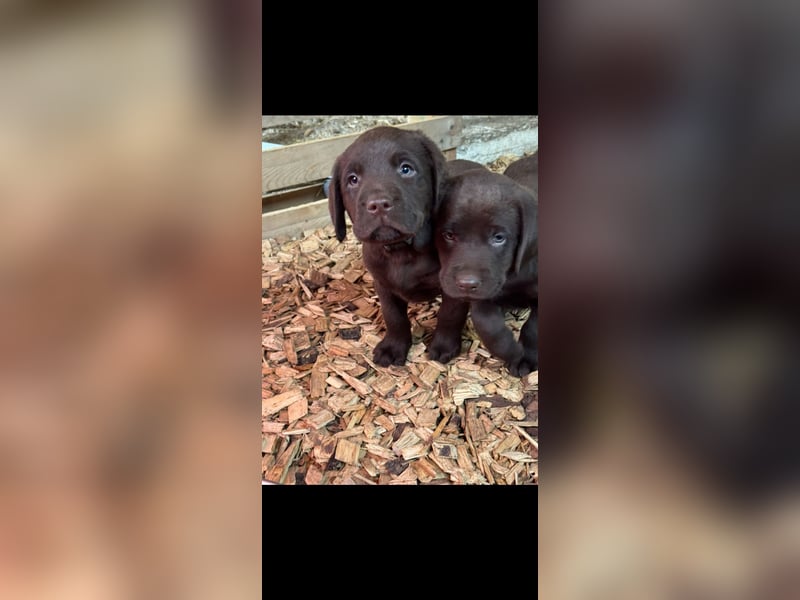 Labrador Welpen