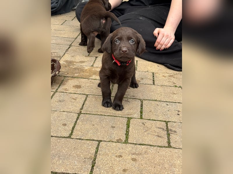 Labrador Welpen