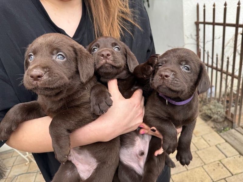 Labrador Welpen