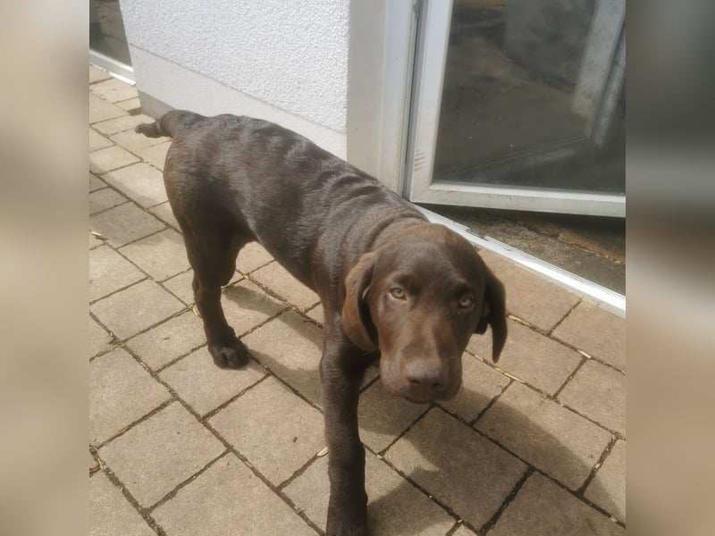 Labrador Welpen