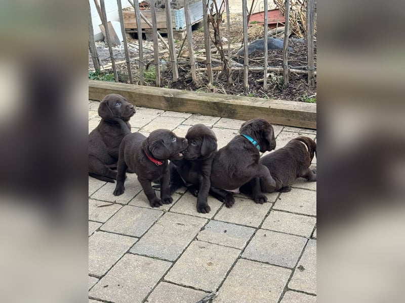 Labrador Welpen