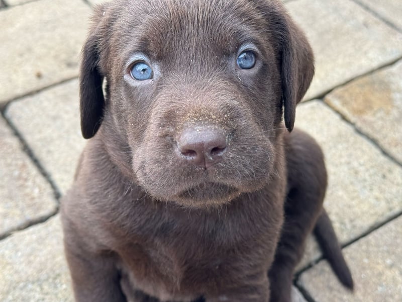 Labrador Welpen
