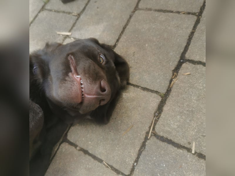 Labrador Welpen