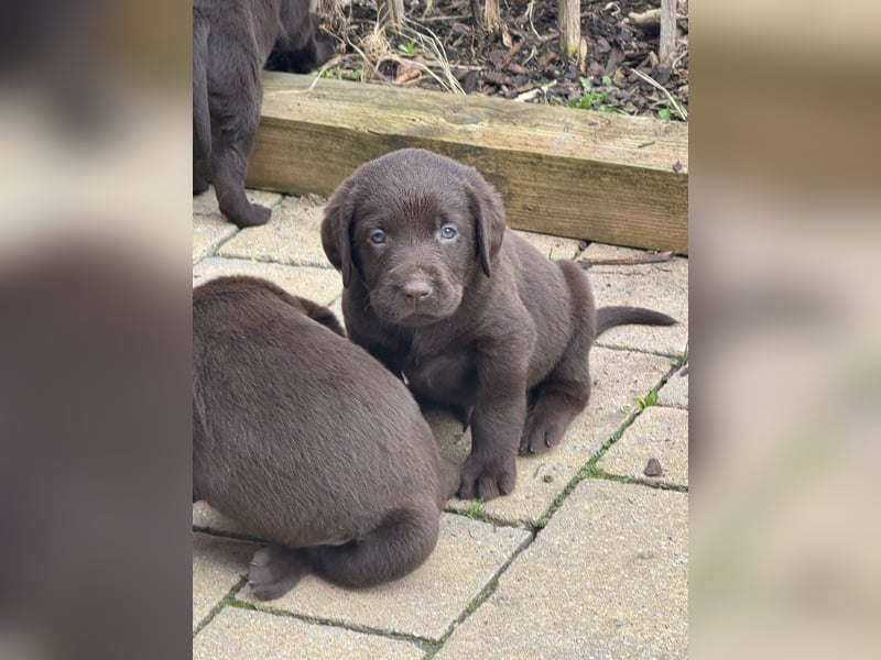 Labrador Welpen