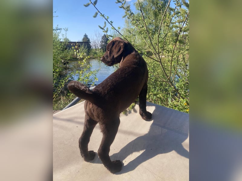 Labrador Welpen