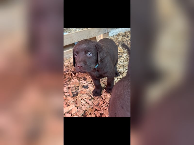 Labrador Welpen