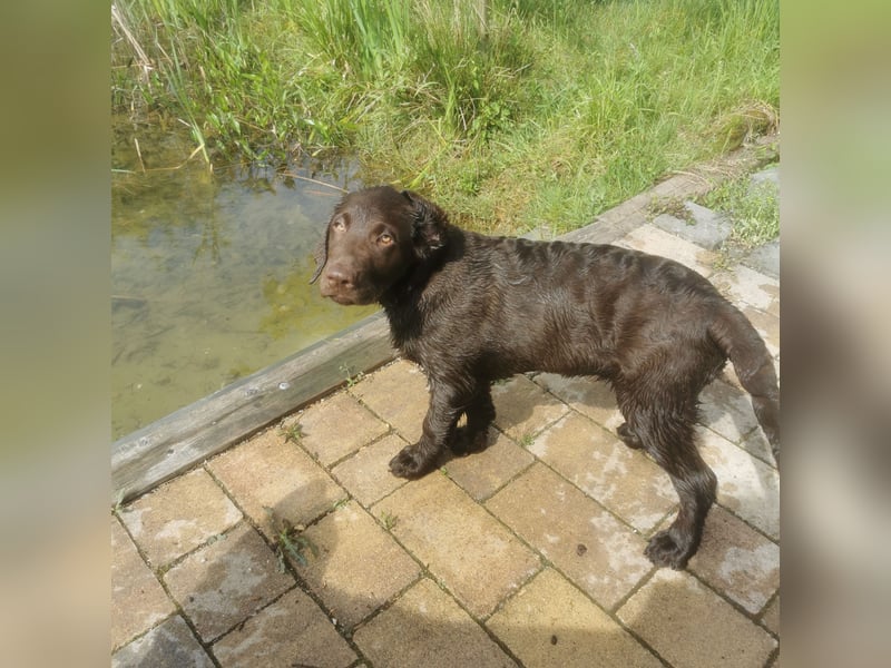 Labrador Welpen