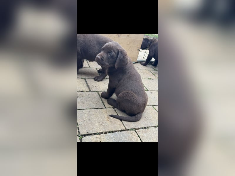 Labrador Welpen