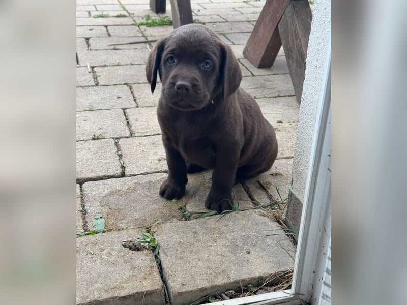 Labrador Welpen