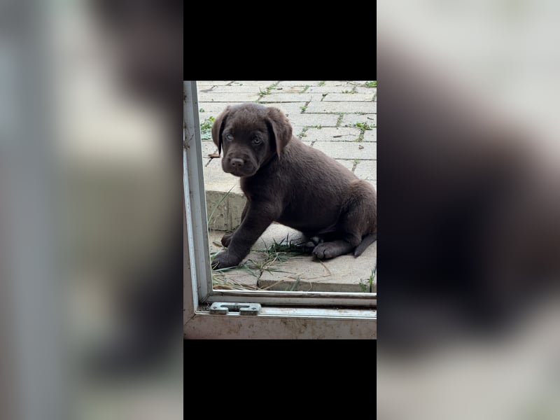 Labrador Welpen