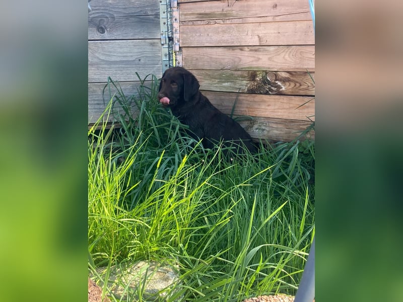 Labrador Welpen