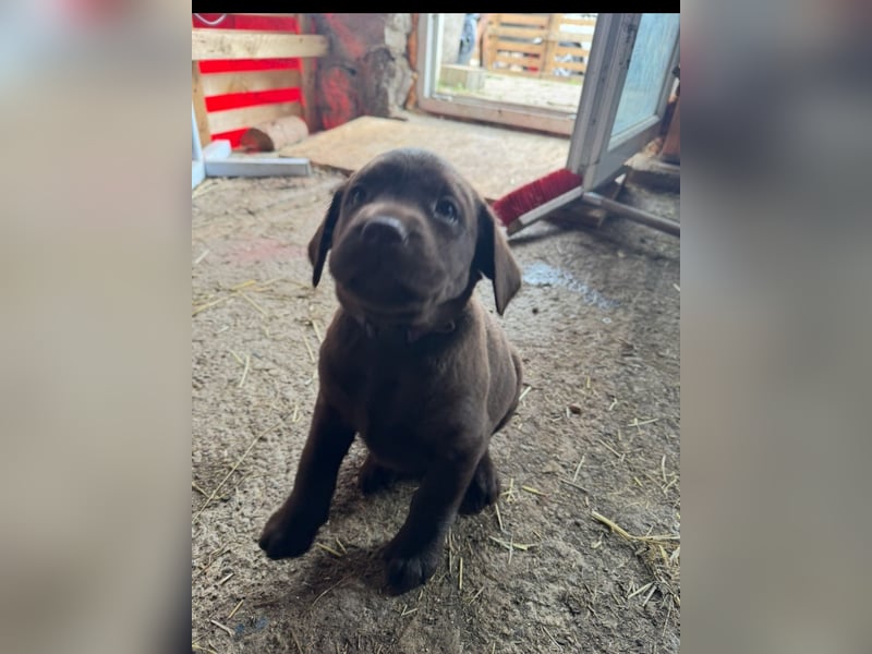 Labrador Welpen