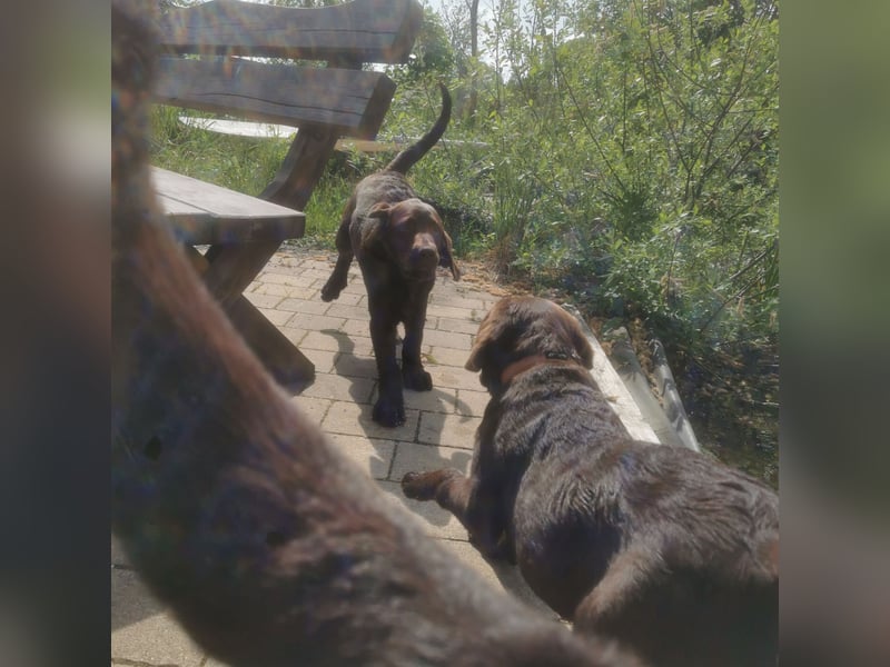 Labrador Welpen