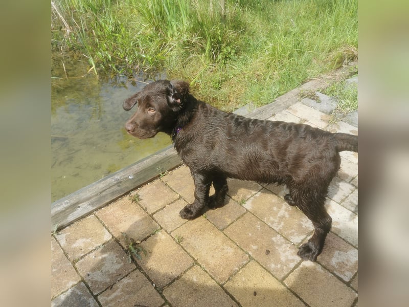 Labrador Welpen