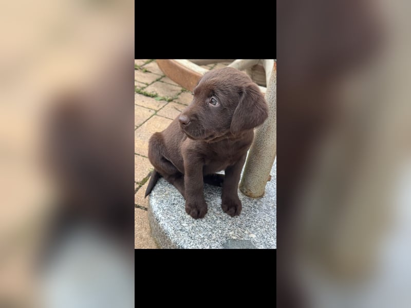 Labrador Welpen