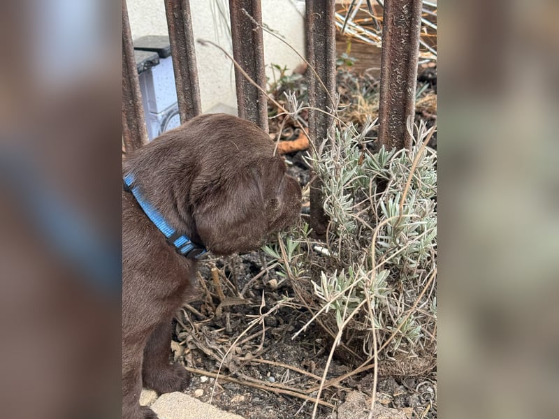 Labrador Welpen