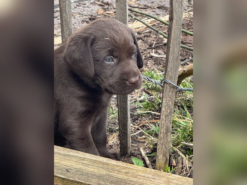 Labrador Welpen
