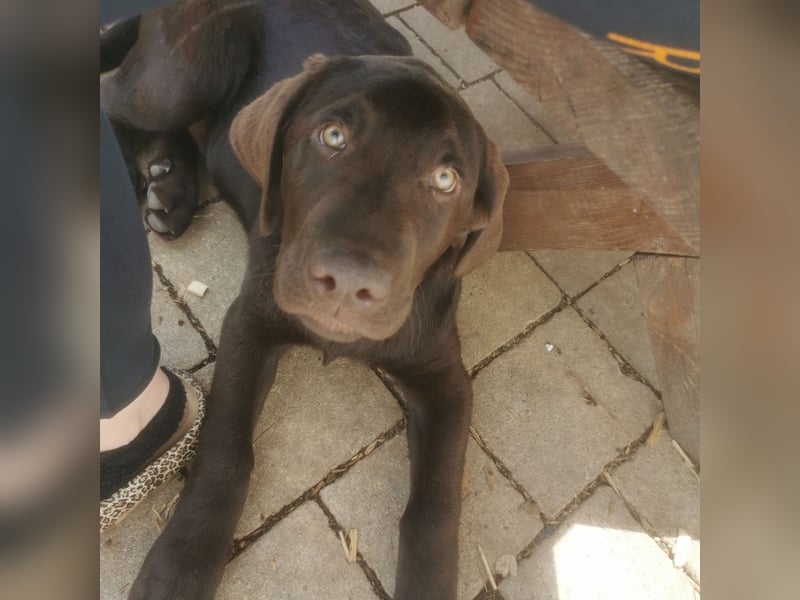 Labrador Welpen