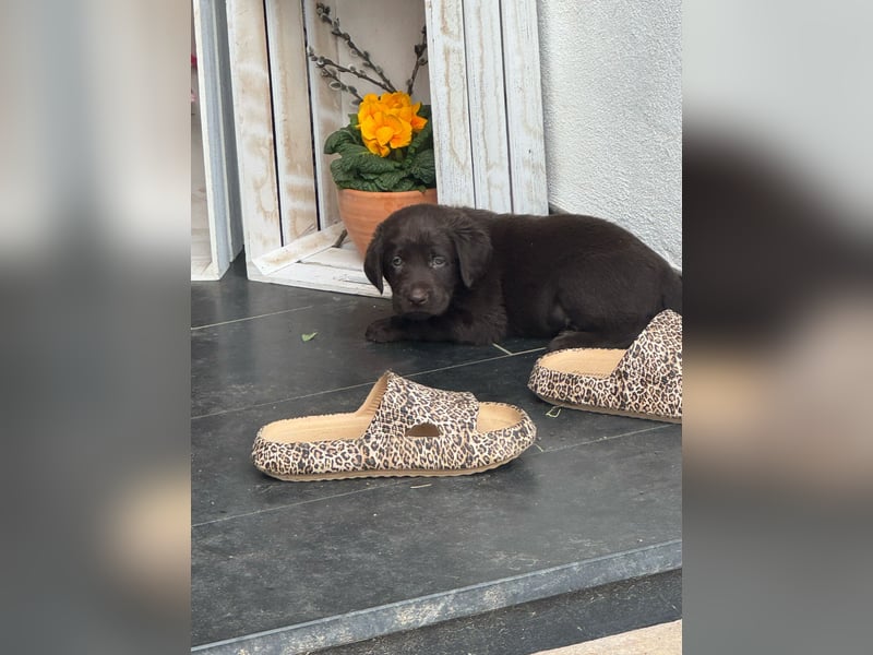 Labrador Welpen