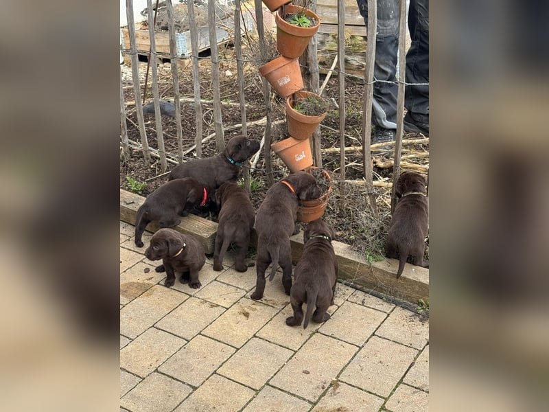Labrador Welpen