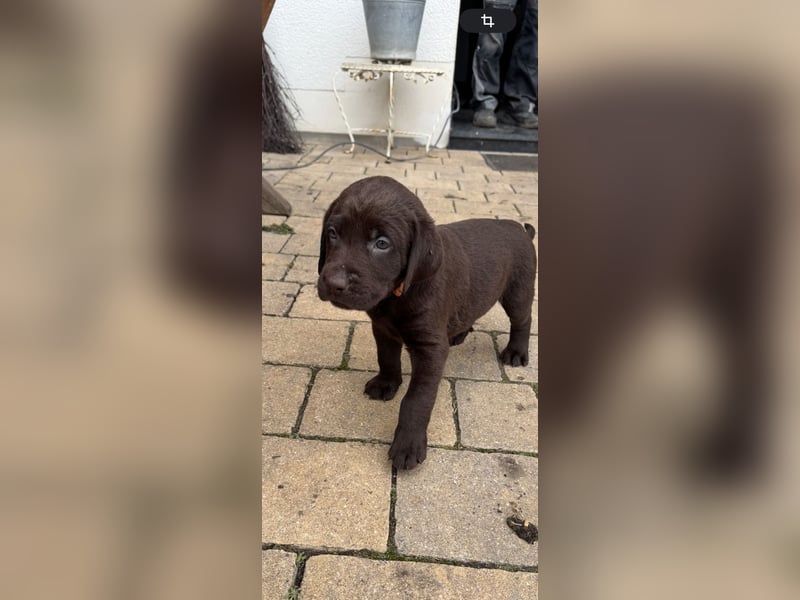 Labrador Welpen